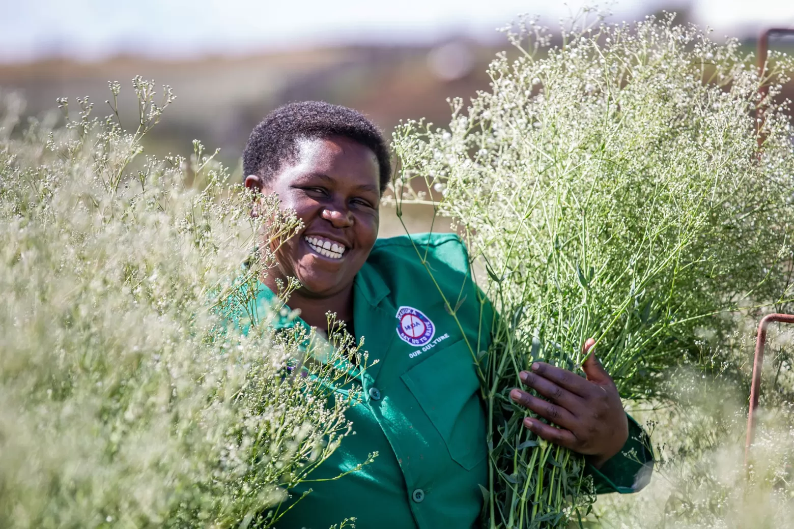 Value adder in een Gypsophila Xlence® bloemenveld in Kenia