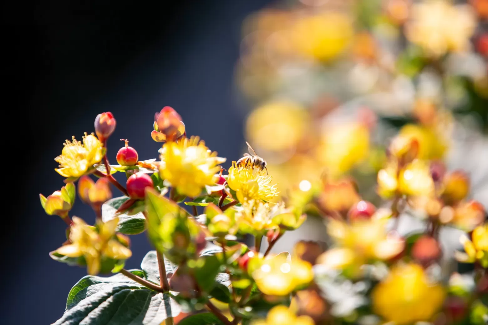 Eine Biene auf Hypericum im Feld in Kenia