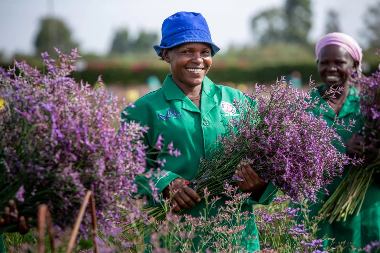 Value adders in Limonium Safora Dark Blue bloemenveld in Kenia