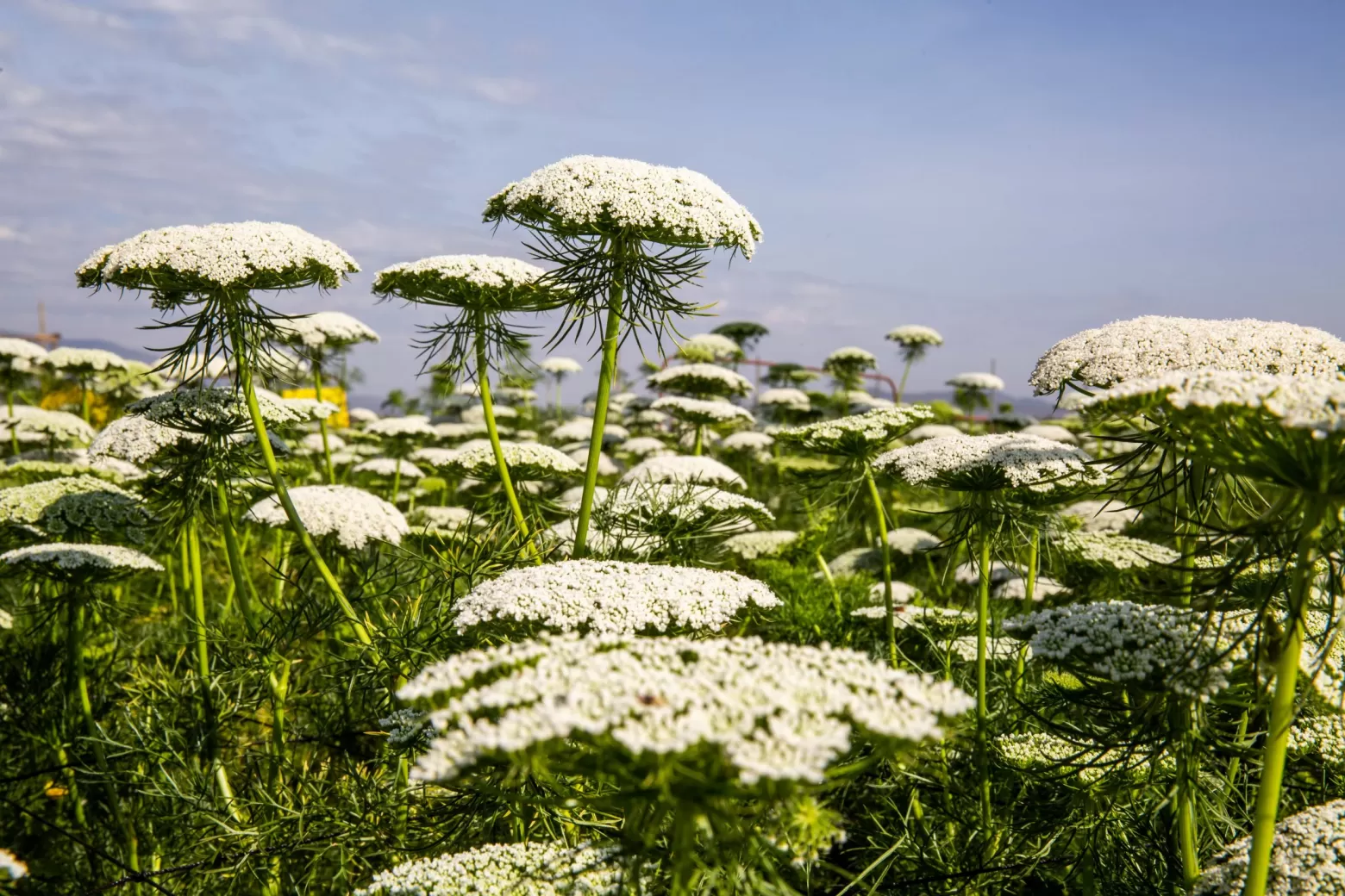 Ammi Visnaga 'Casablanca' in the flower field in Kenya