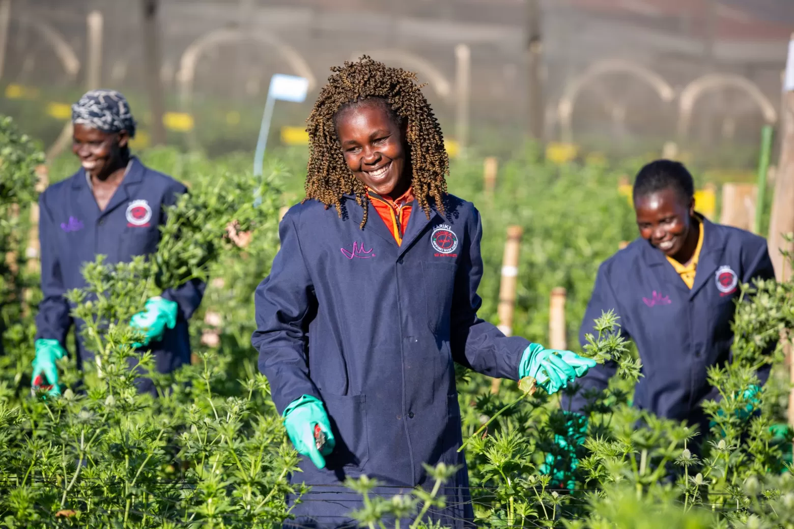 Bloemenveld Kenia, eryngium - oogst team