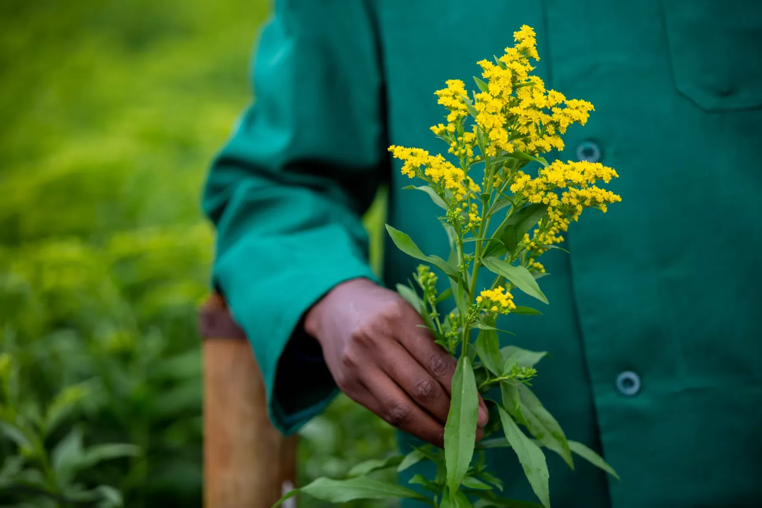 freshly harvested Solidago