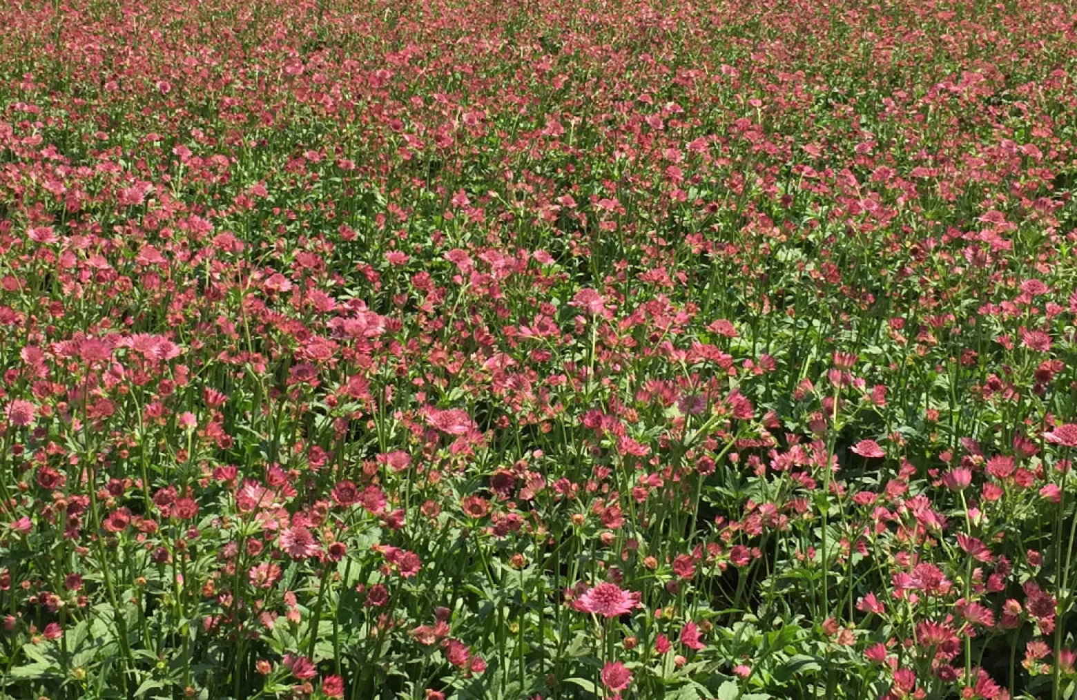Astrantia Roma® flower field in Zimbabwe