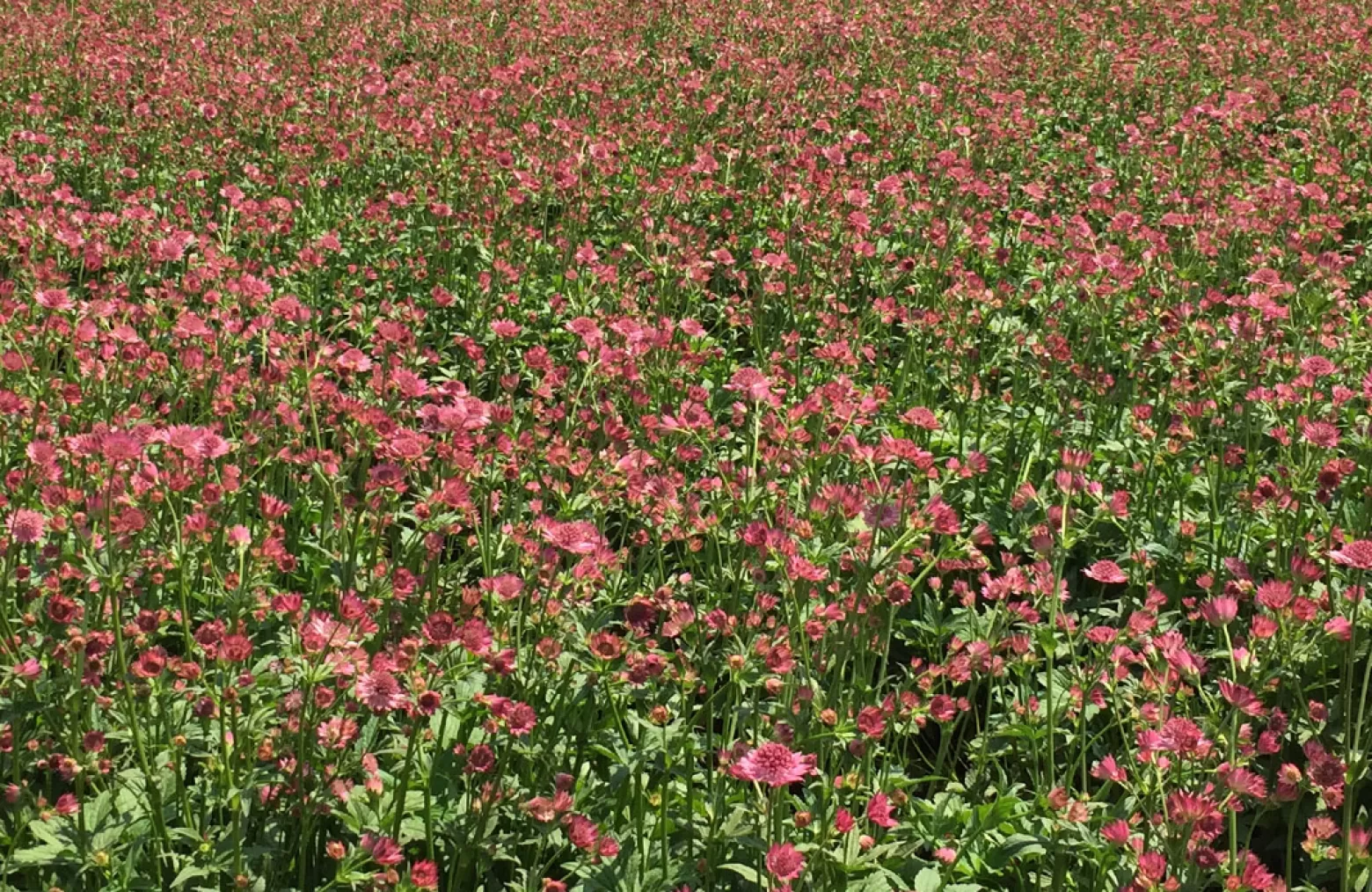 Astrantia Roma® bloemenveld in Zimbabwe