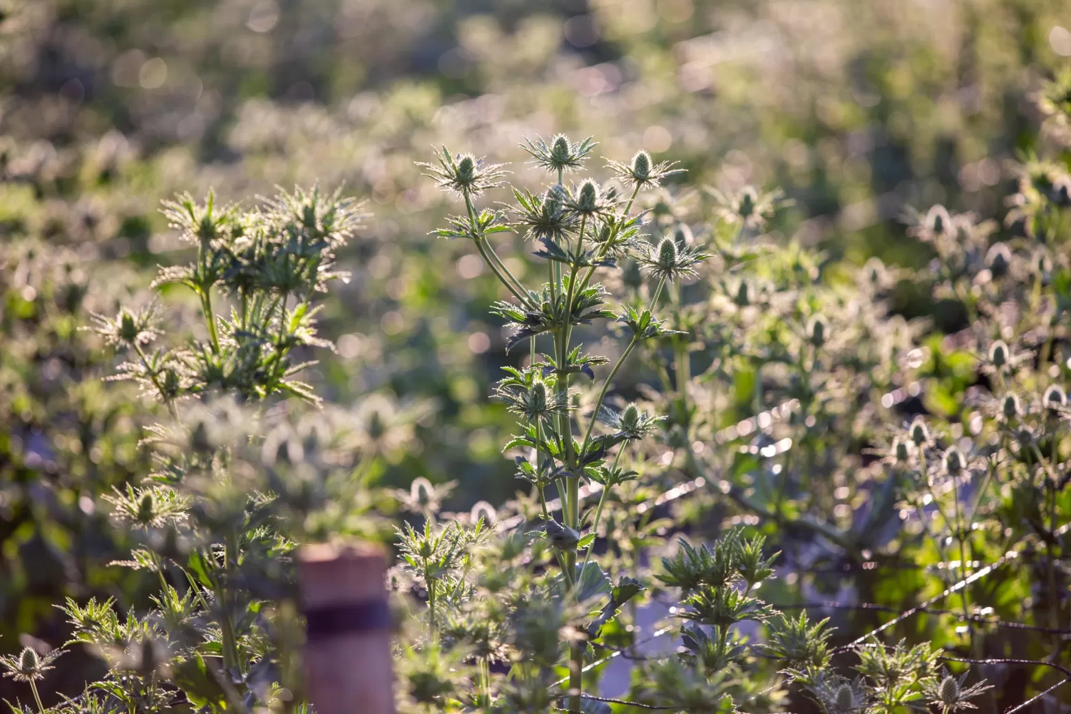 Eryngium Sirius bloemenveld in Zimbabwe