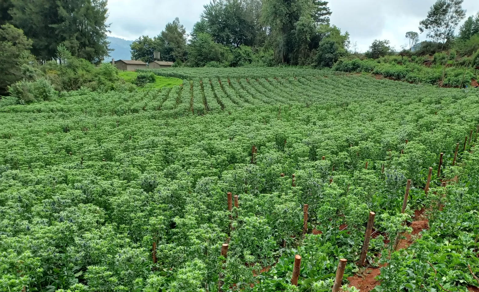 Eryngium flower field in Zimbabwe