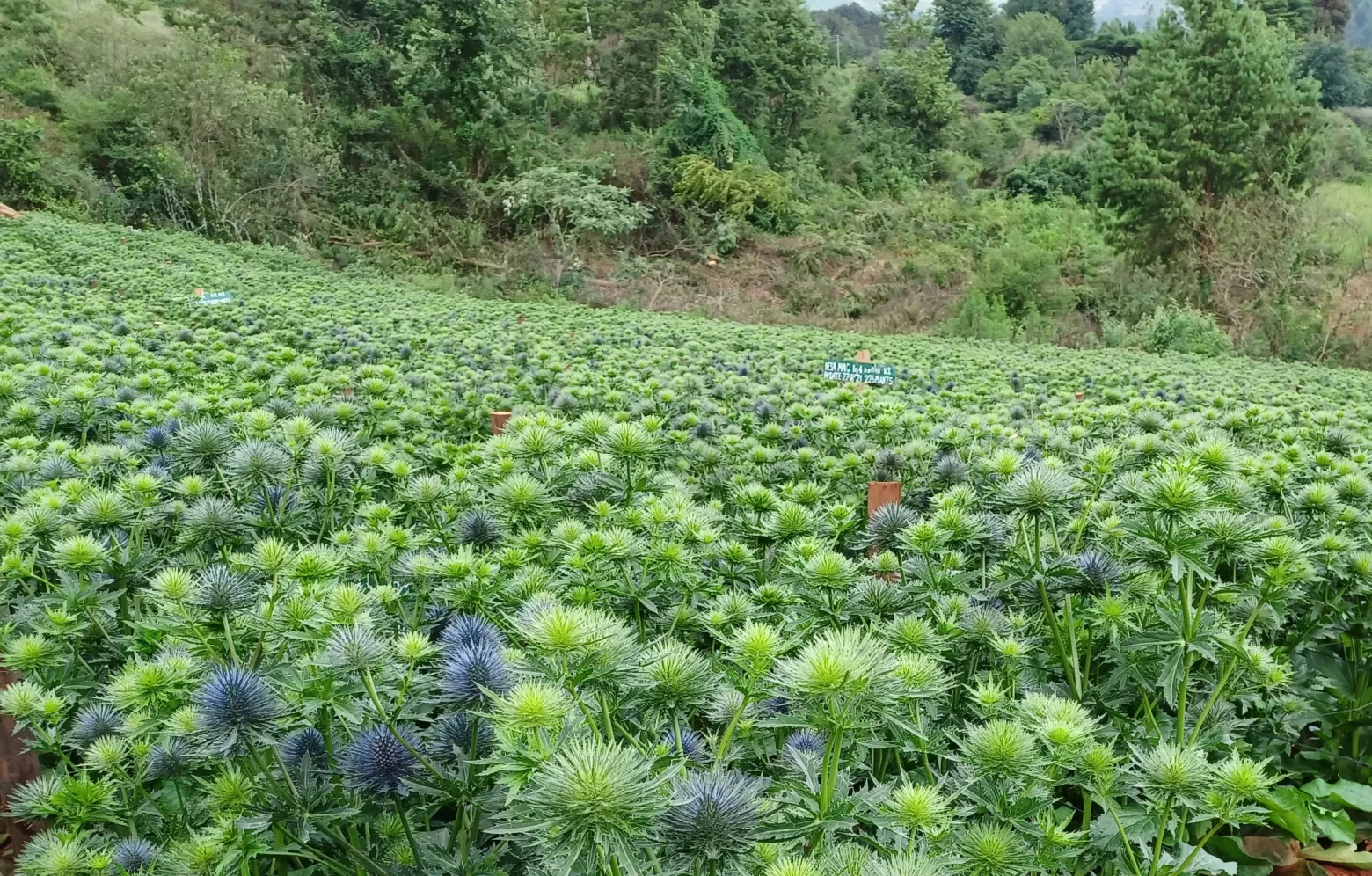 Eryngium-Blütenfeld in Simbabwe