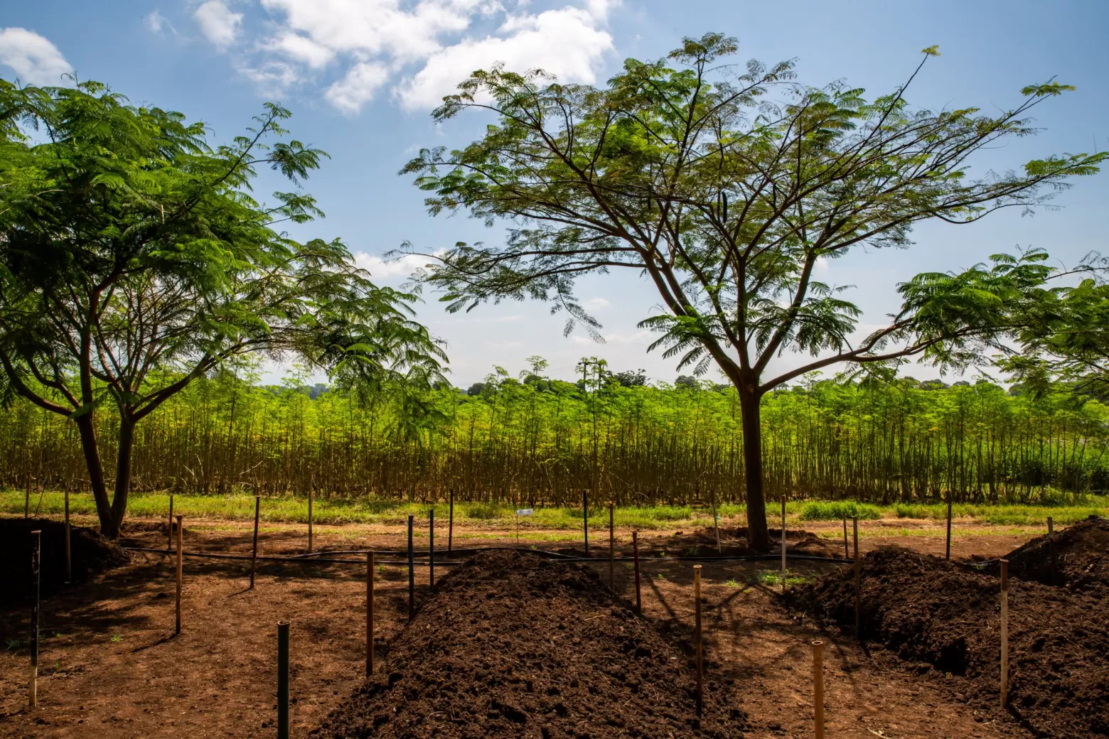 Compost op bloemenkwekerij in Tanzania