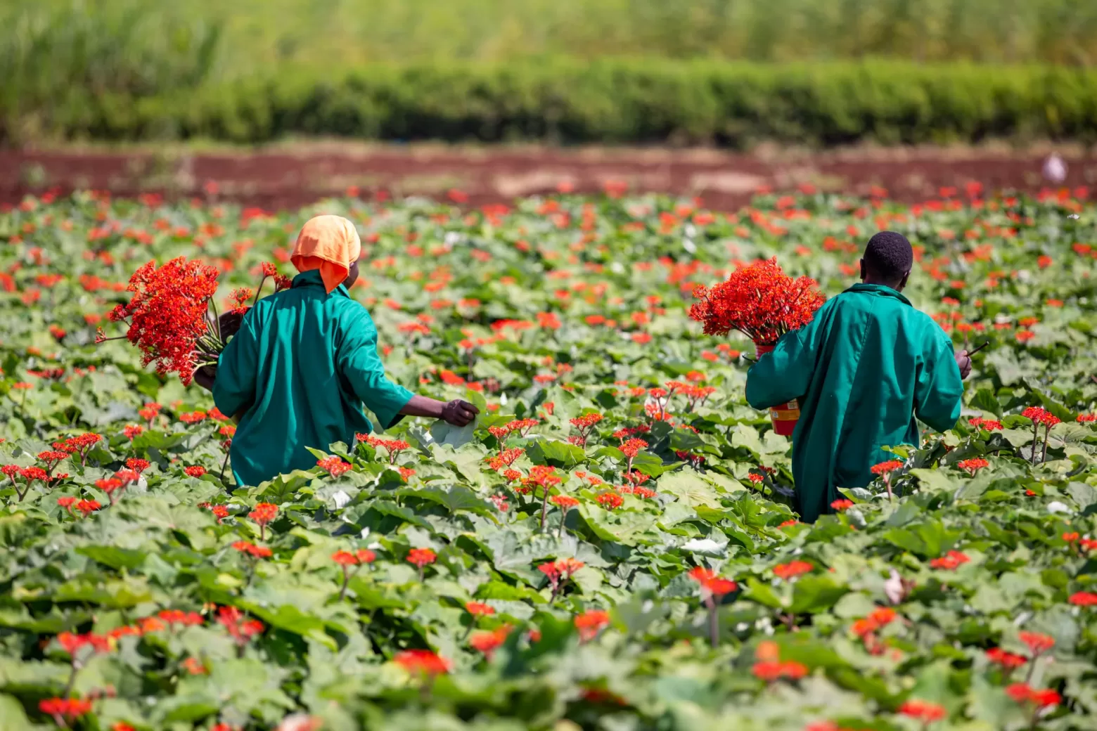 Jatropha Firecracker flower field in Tanzania