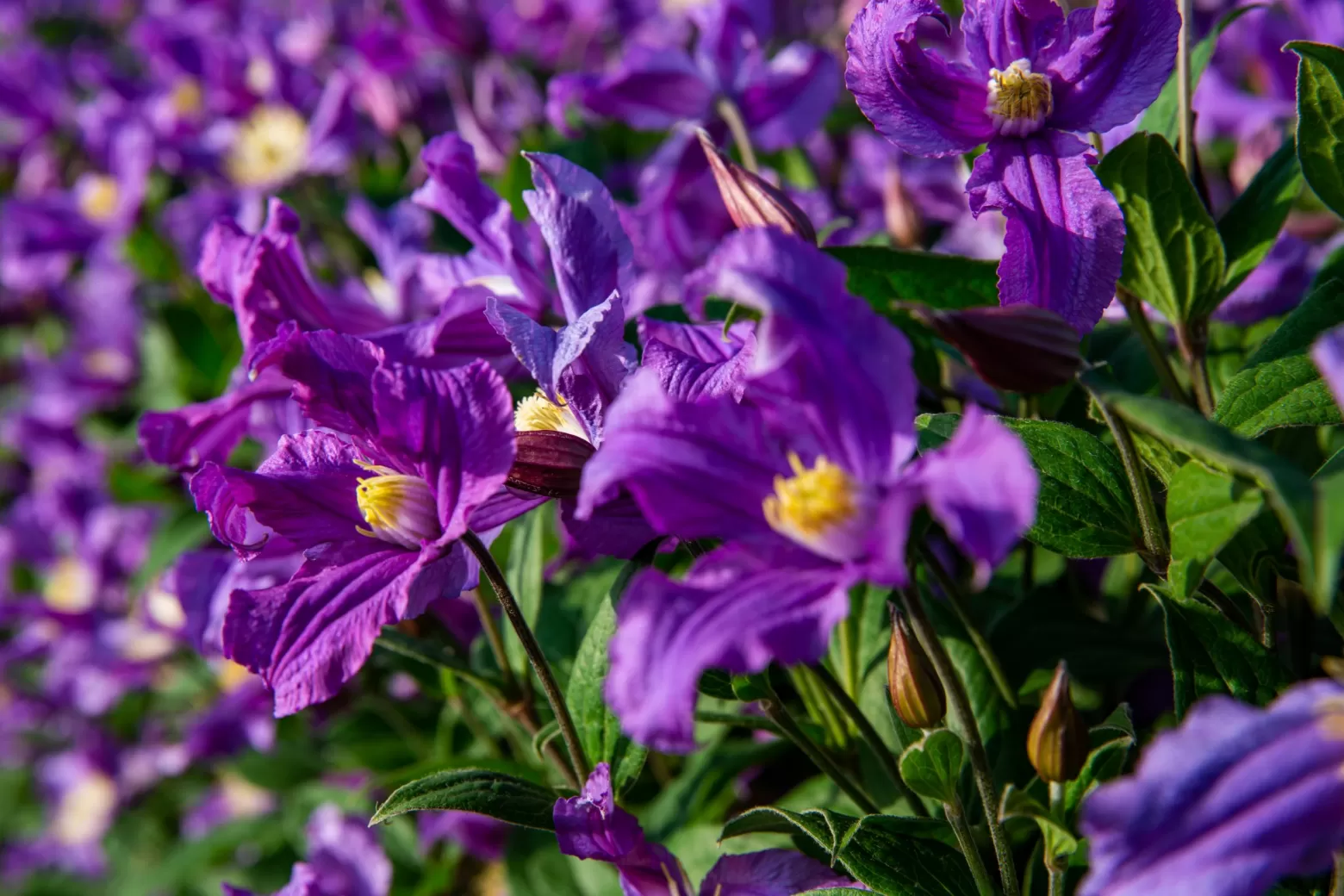 Clematis Amazing® flower field in Tanzania