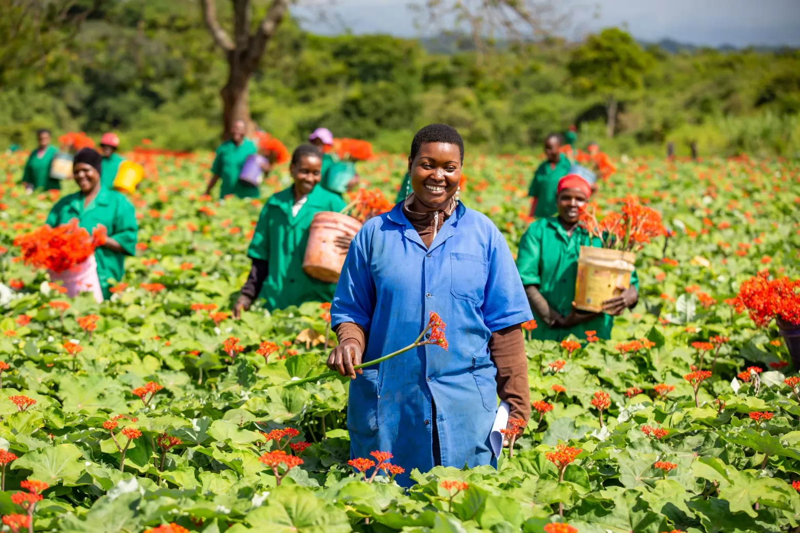 Jatropha Firecracker bloemenveld in Tanzania