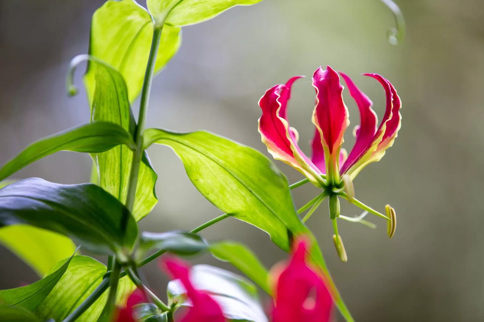 Gloriosa bloemenveld in Tanzania