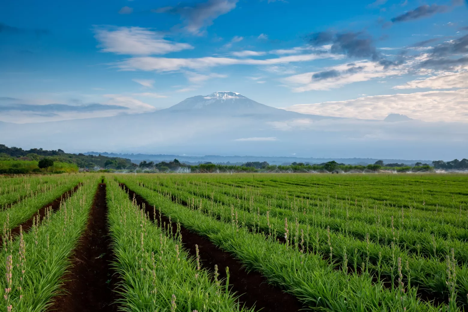 Polianthes flower field in Tanzania with Kilimanjaro in the background