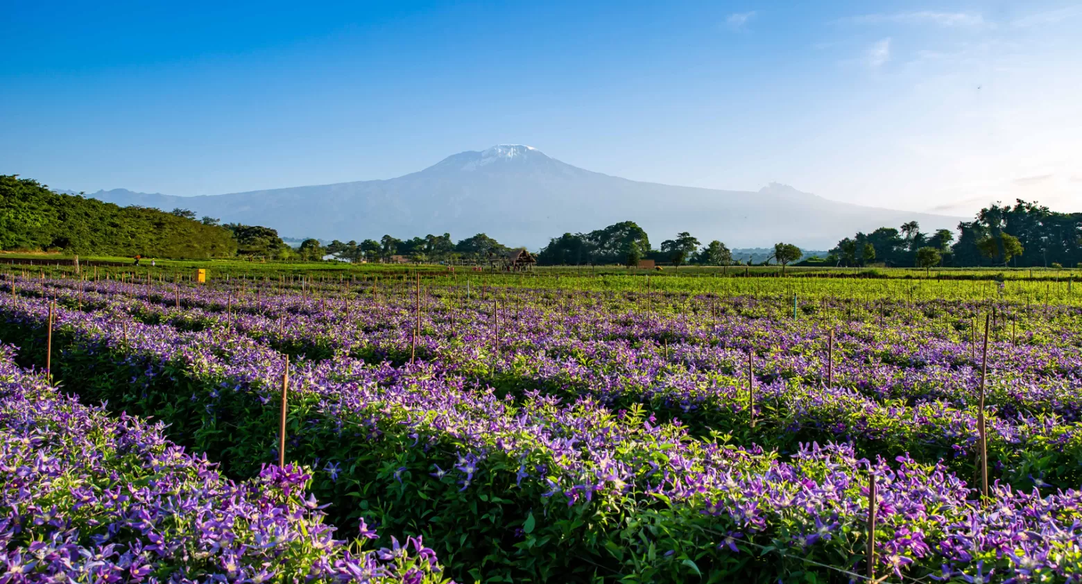 Clematis Amazing® bloemenveld in Tanzania met Kilimanjaro op de achtergrond