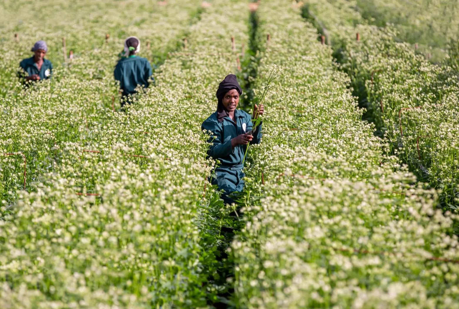 Flower farm Ethiopia - Astrantia field