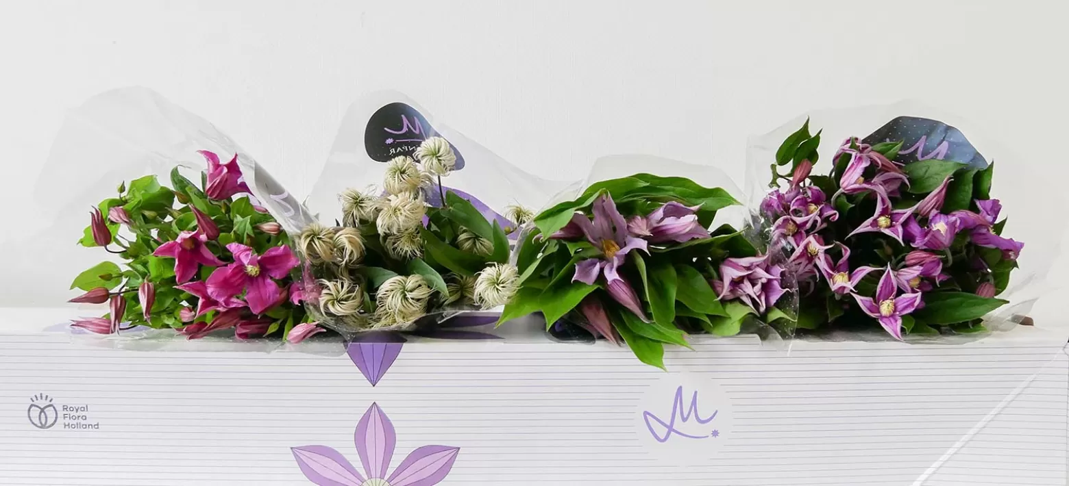 Clematis So Amazing mix flower box