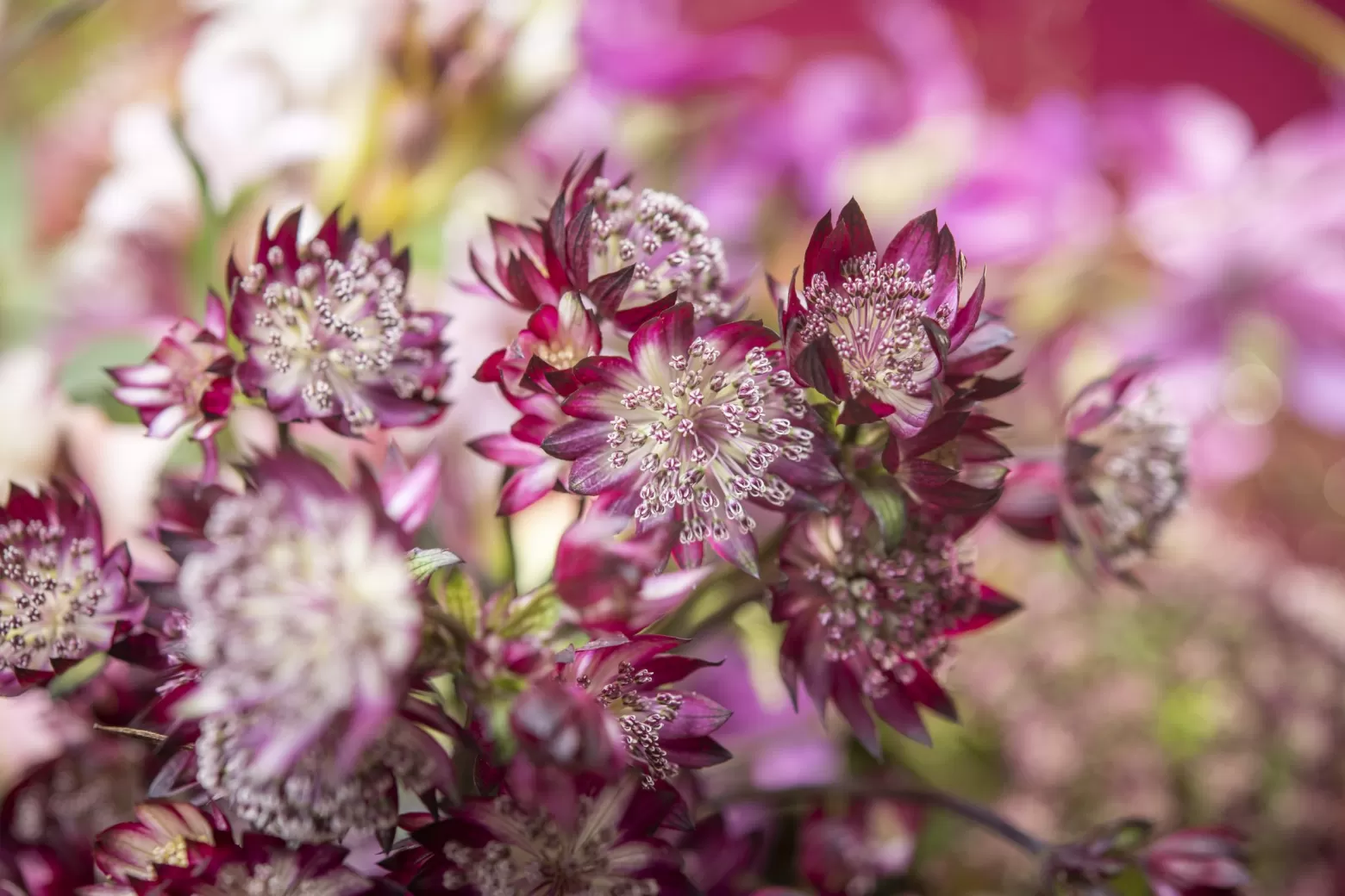 Astrantia Star of Love®