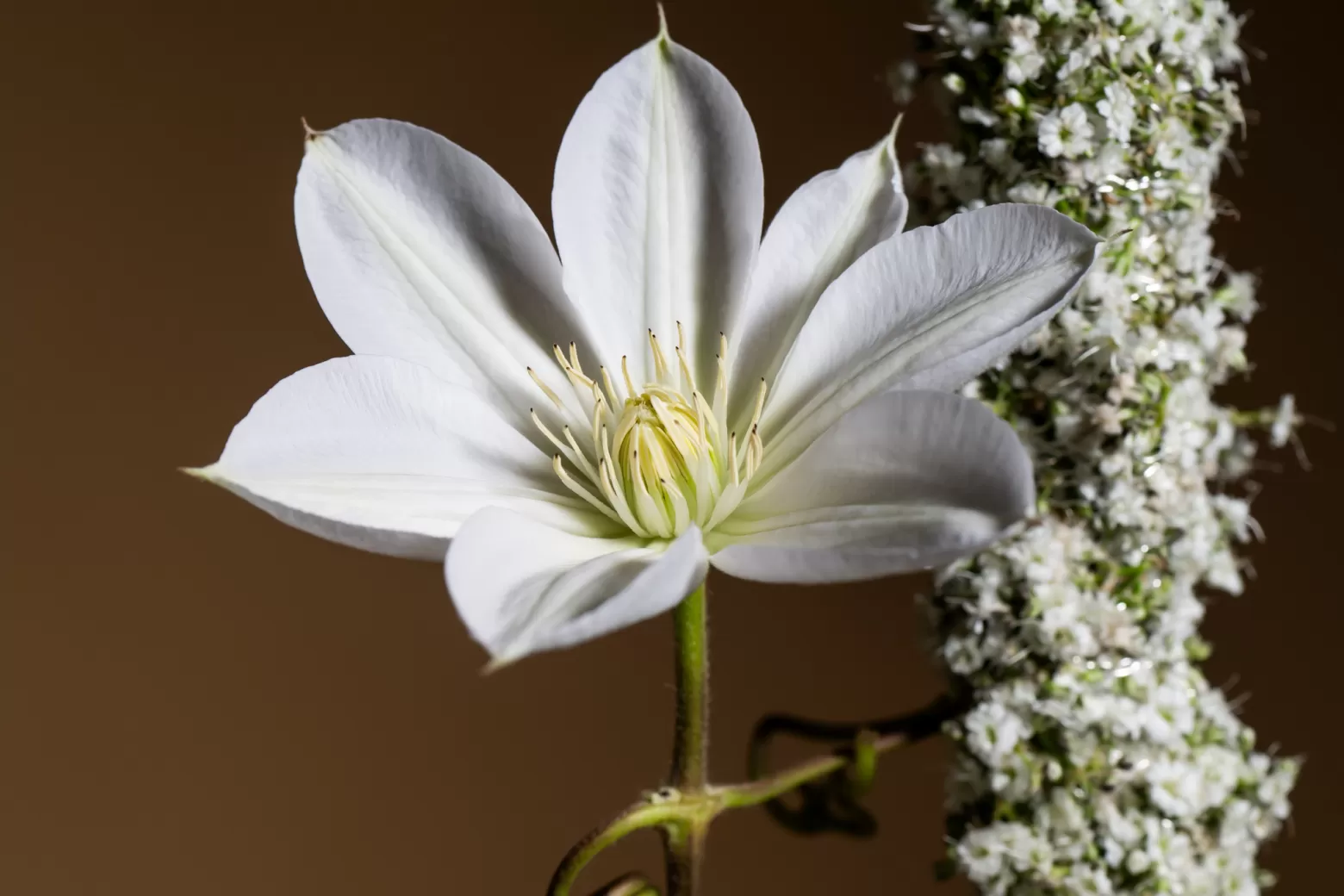 Floral Trends 2025 white clematis