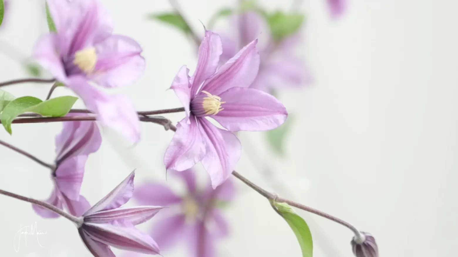 Clematis Amazing Tokyo