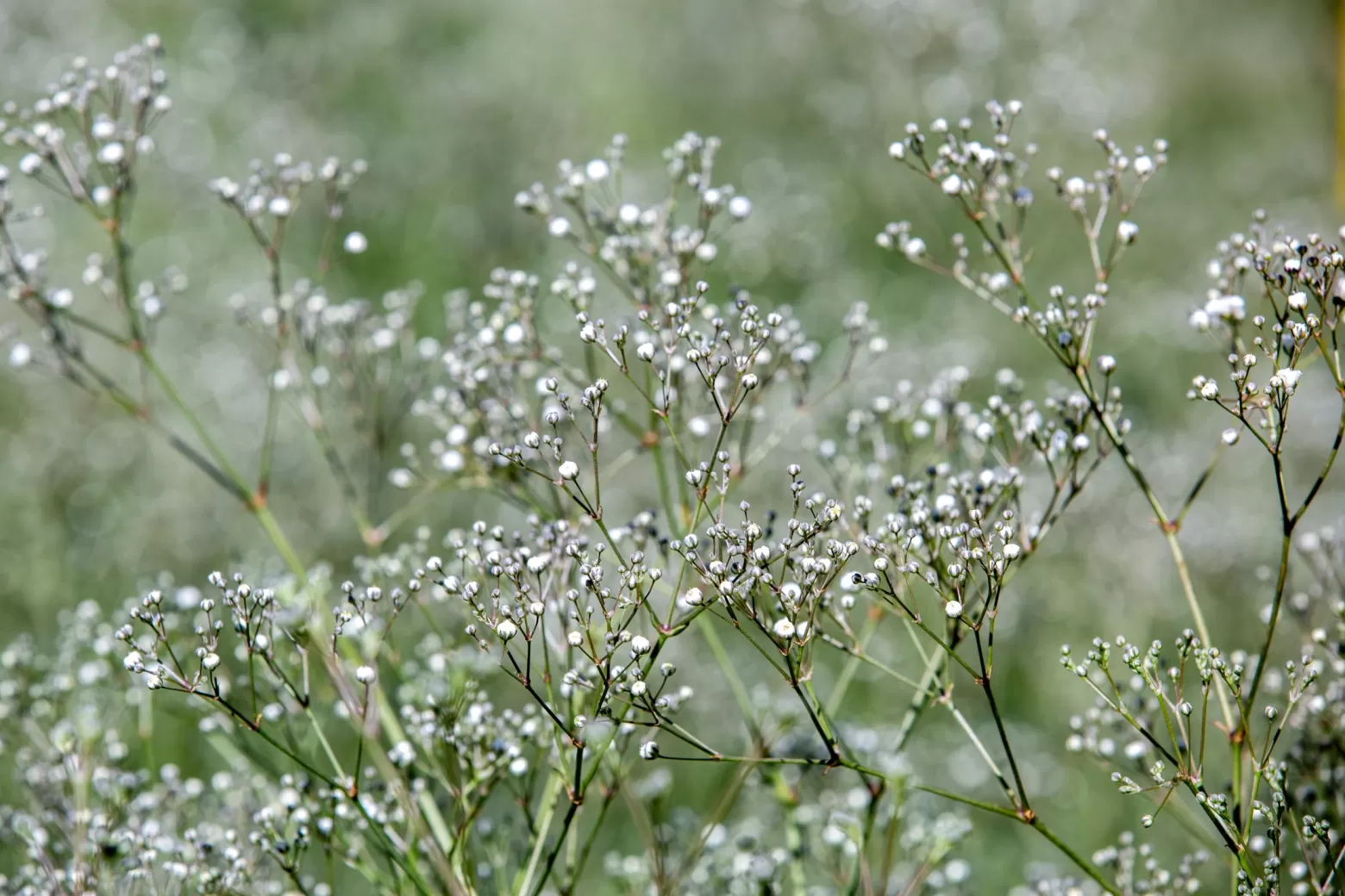 Gypsophila-Blütenfeld Marginpar Kenia