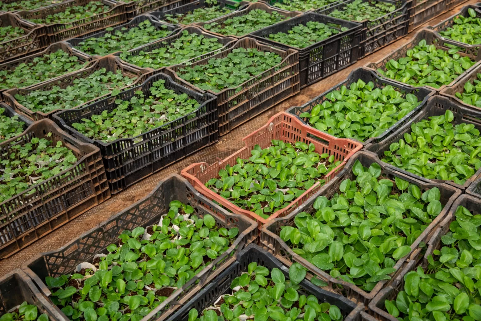 Marginpar Agronom Vermehrung von Schnittblumen 