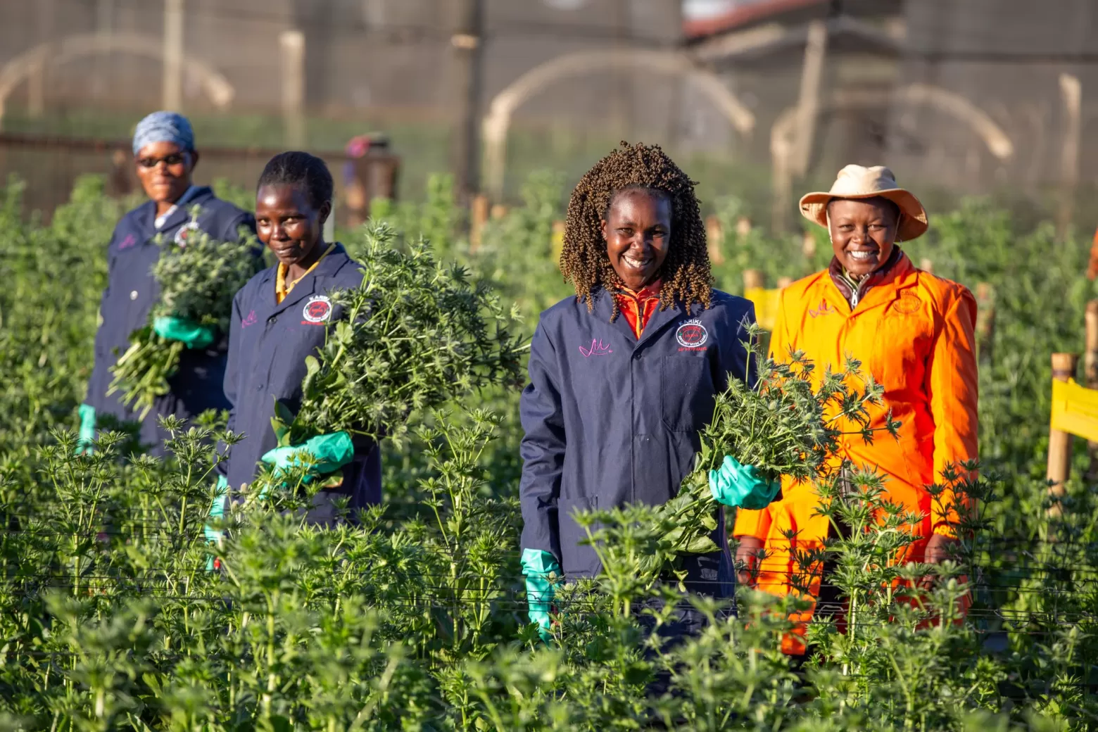 Certyfikat KFC Gold Marginpar