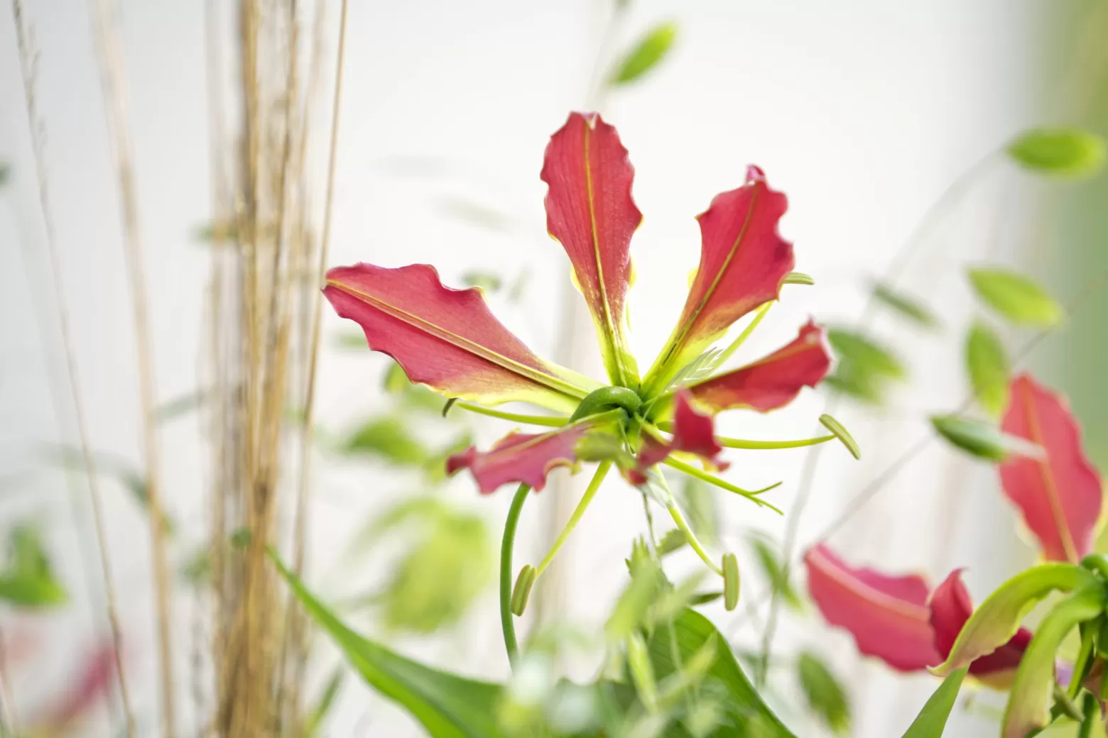 BLOOMs VIEW shoot Gloriosa Superba ‘Simba Fifty Shades’