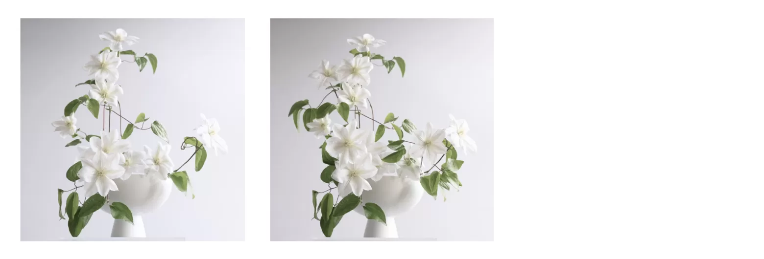 Joseph Massie Clematis Amazing Vienna DIY