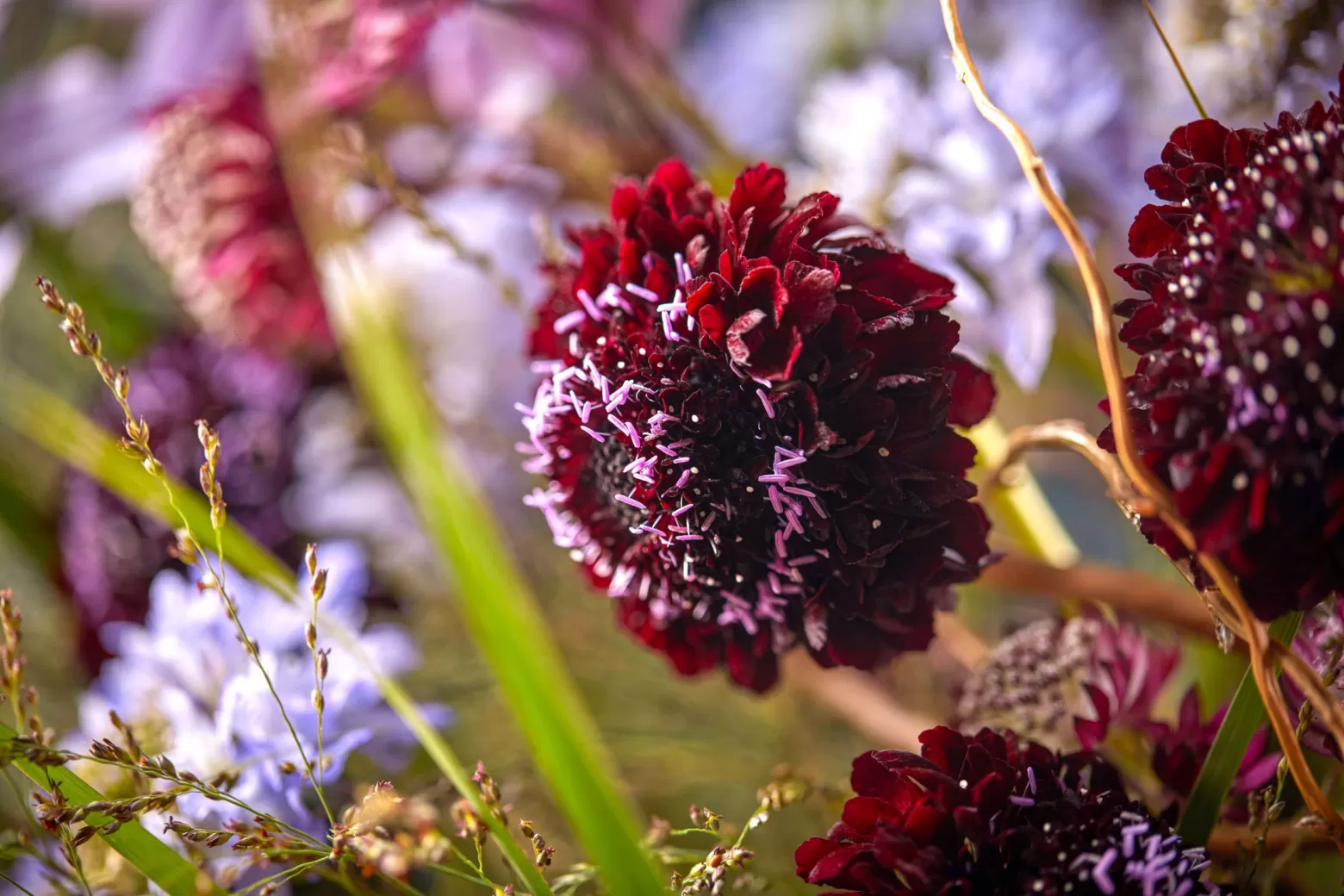 Scabiosa design 