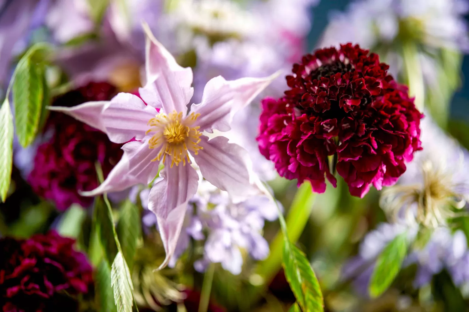 Scabiosa design 