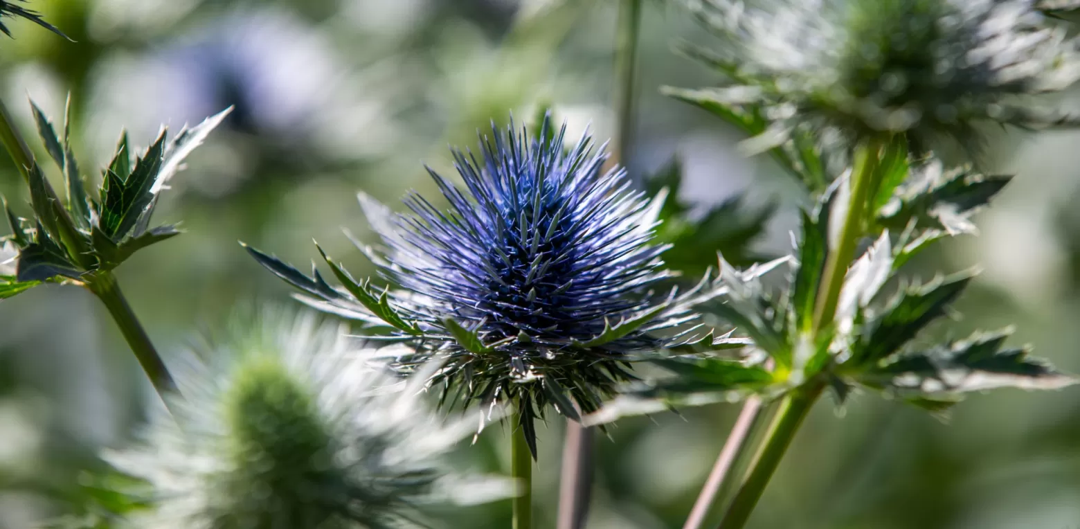 Eryngium Questar