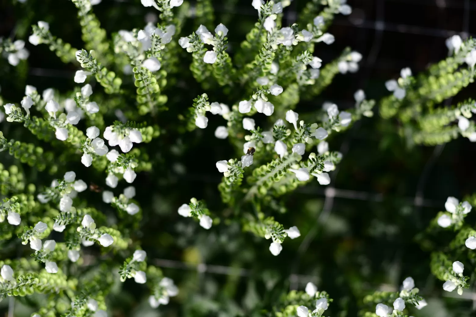 Scutellaria 'Tinkerbell' with skullcaps