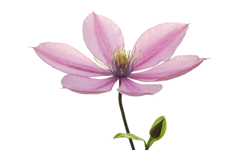 Clematis Amazing Tokyo