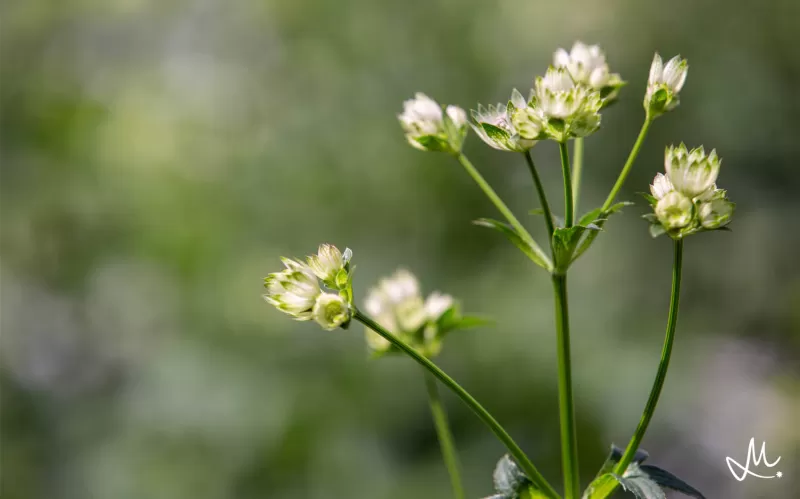 Astrantia Billion Star