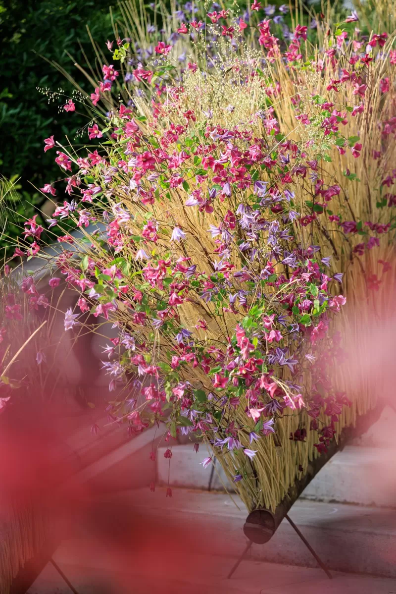 Chelsea Flower show Clematis 