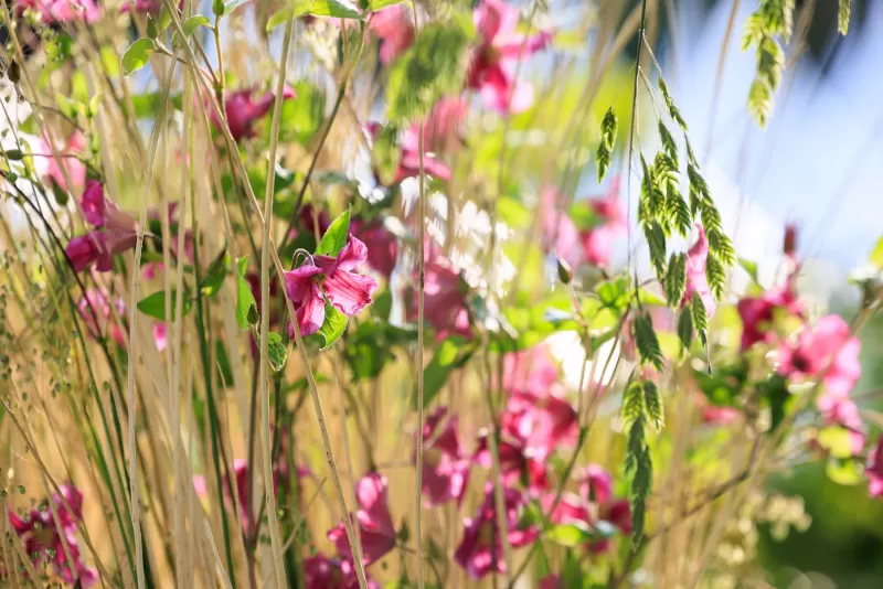 Chelsea Flower show Clematis 