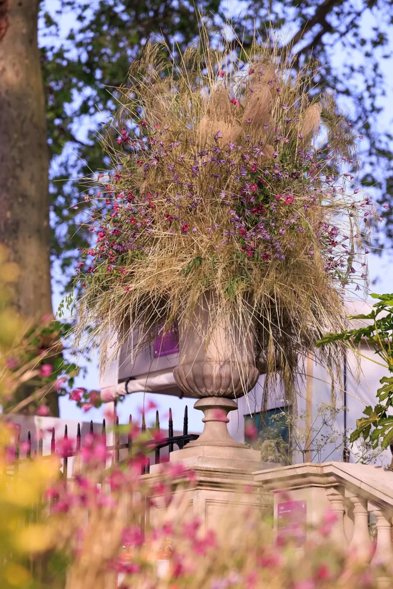 Chelsea Flower show Clematis 