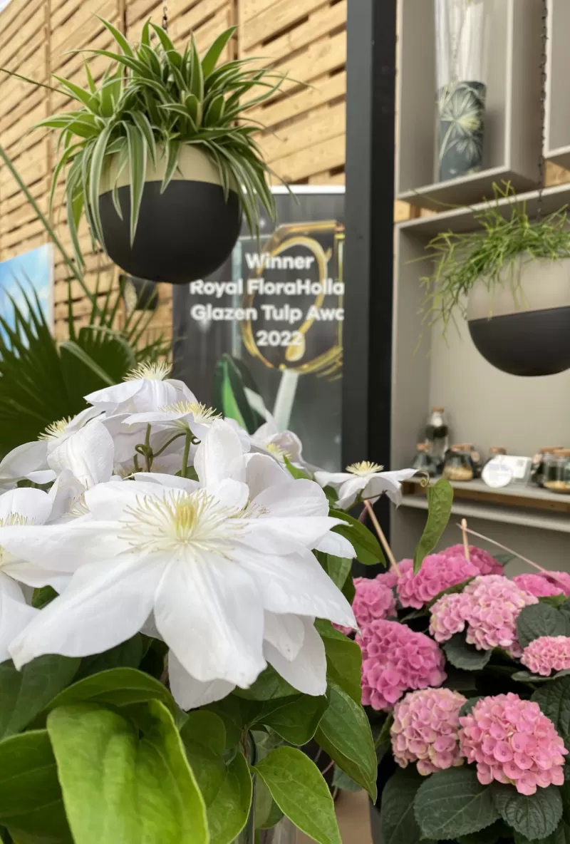 Clematis Amazing® Vienna op de Floriade