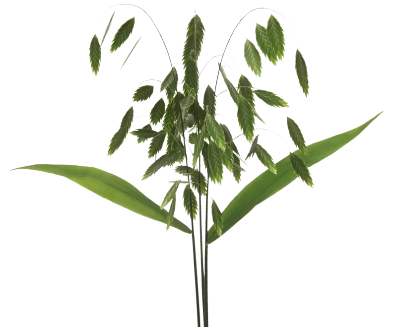 Chasmanthium Latifolium 'Mantis'