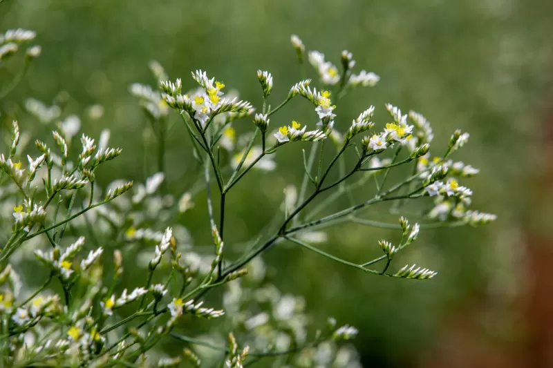 Limonium China White - Flowers