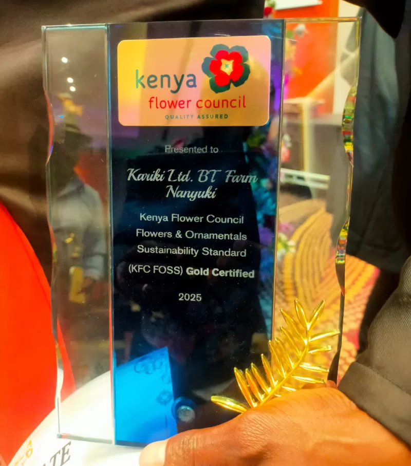KFC Gold