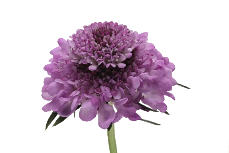 Scabiosa Virtuosa® Saura