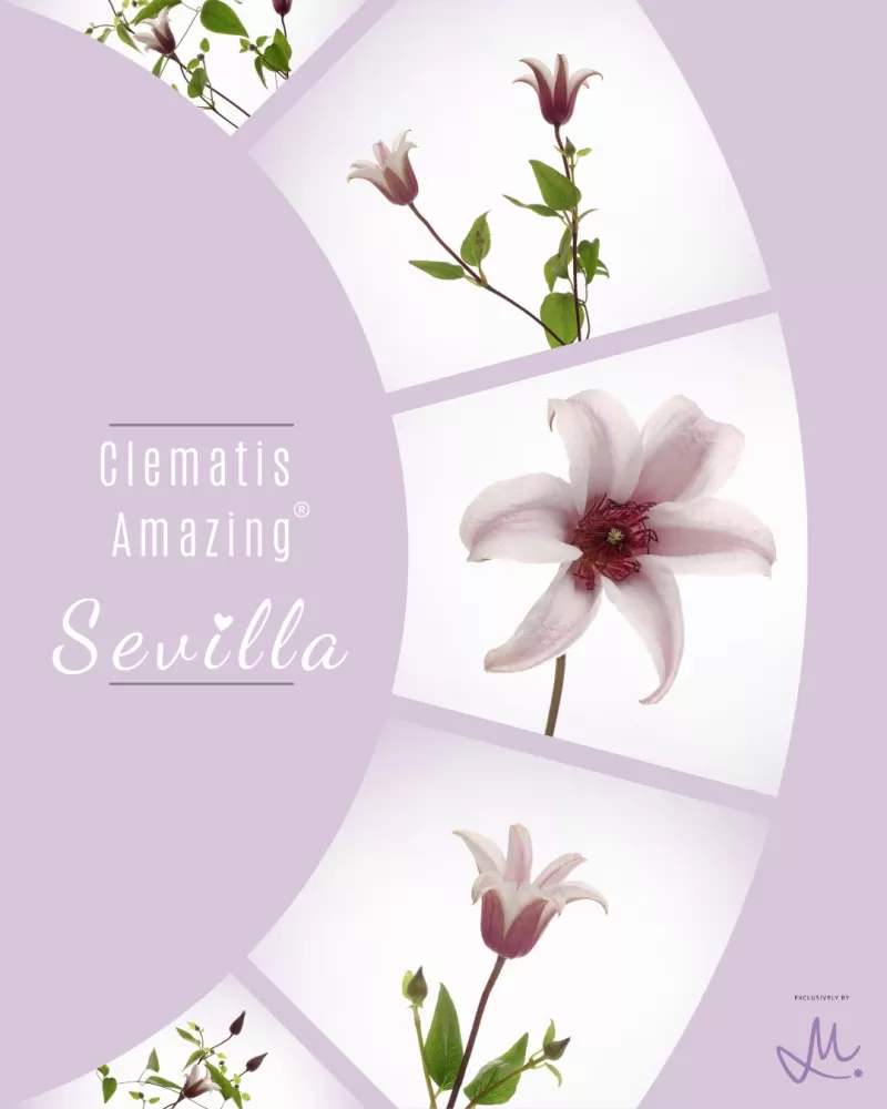 Clematis Amazing® Sevilla