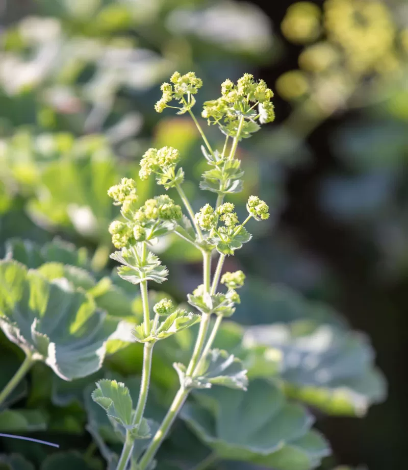 Senecio