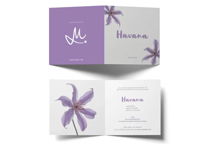 Birth announcement Clematis Amazing® Havana