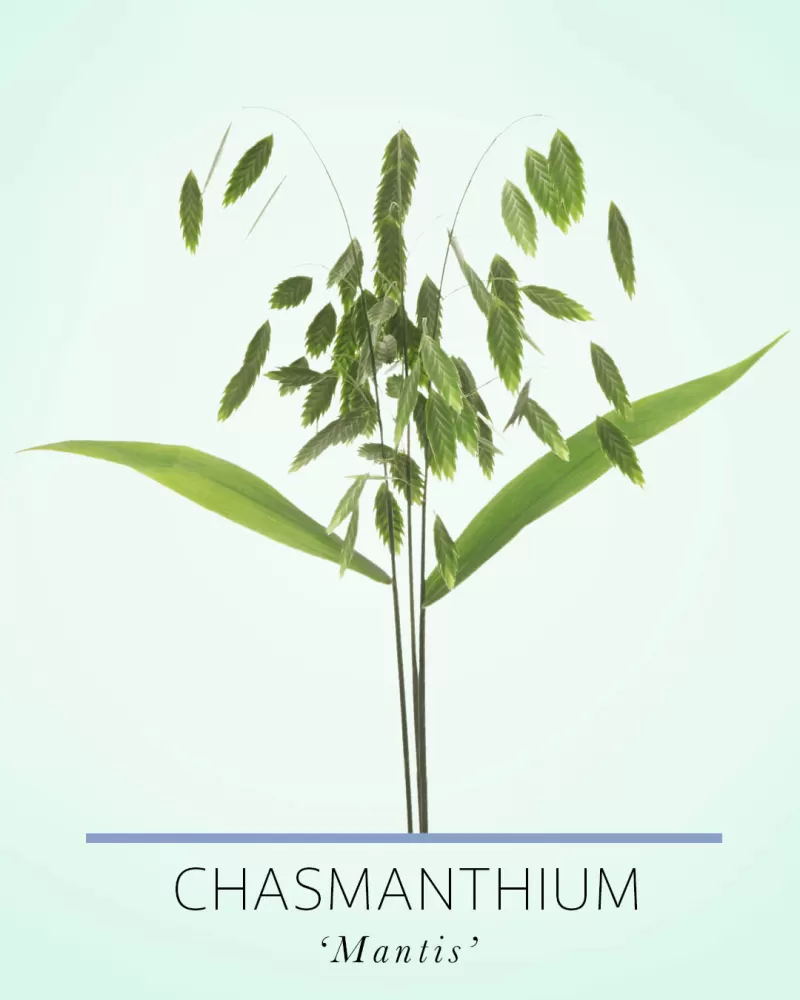Chasmanthium Mantis