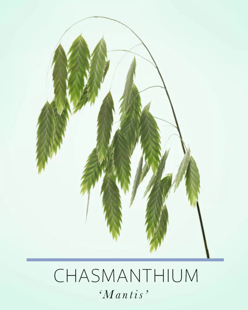 Chasmanthium Mantis