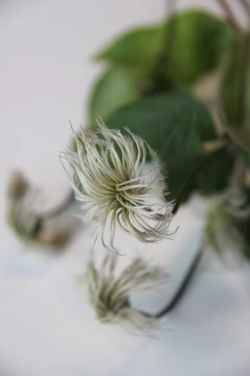 Clematis Amazing® Kibo