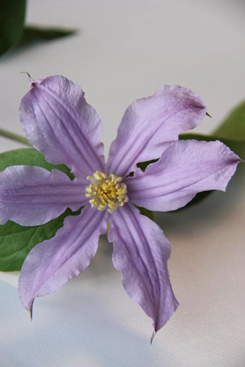 Clematis Amazing® London