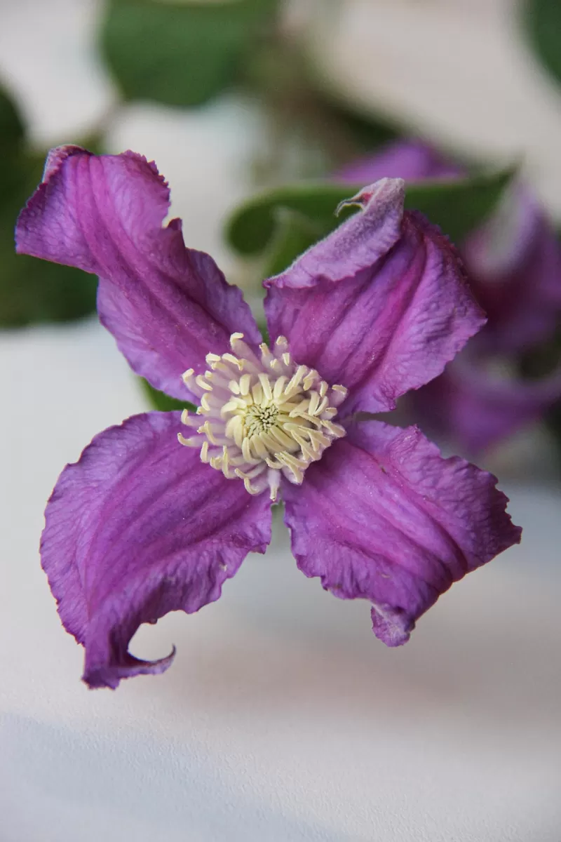 Clematis Amazing® Rome